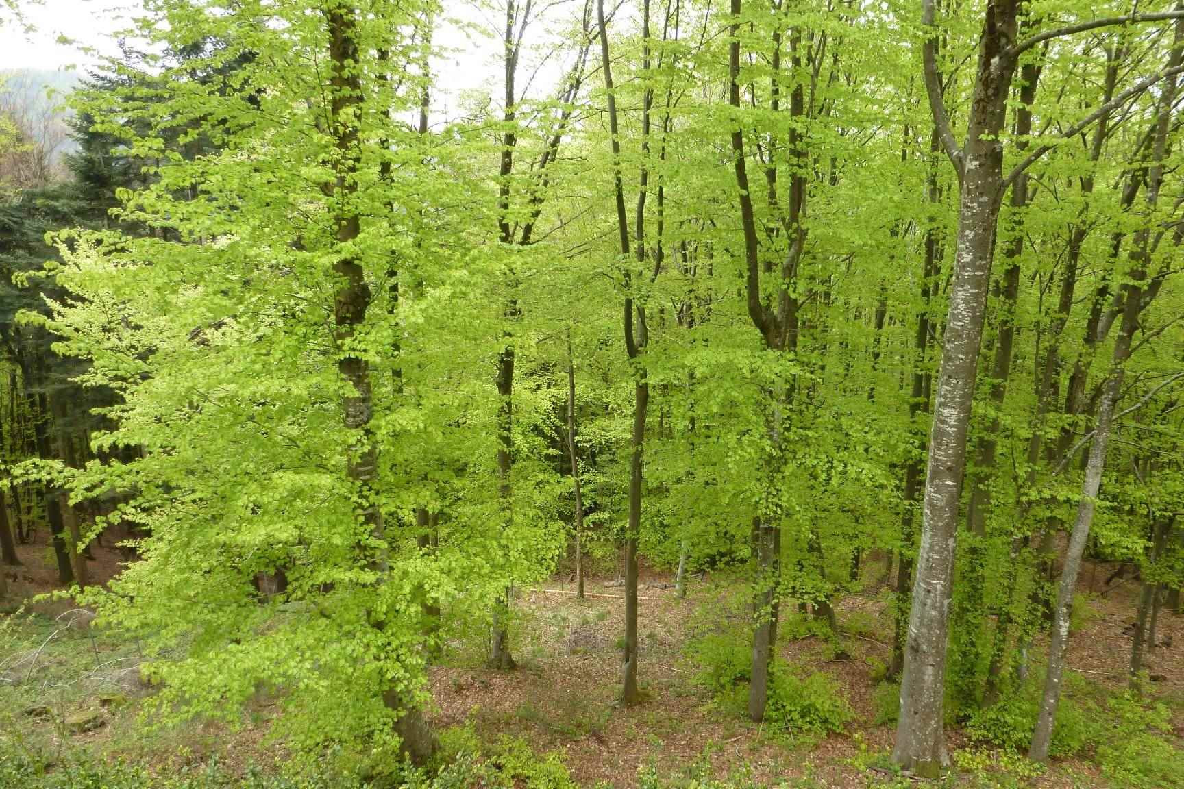 gallery-image